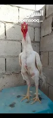  7 صيصان وديوك باكستاني