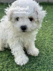  4 bichon frise puppy