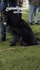 4 German shepherd male for stud
