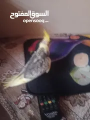  3 طير كوكتيل