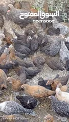  9 فرخات جاج بلدي سوبر