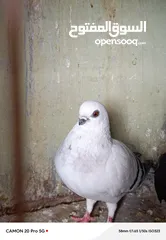  16 للبيع جواز منتجة