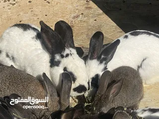  6 أرانب بصحة فوق الممتازه و مأكل ومشرب من افضل ما يكون مختلفة الأنواع و الأحجام والأعمار للبيع حصرا