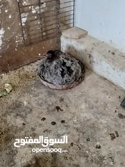  3 ثلث جاجات بناديق باكستاني