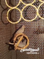  9 حمام ماسي أو ملوكي + كريم أبيض