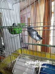  9 ثلث جواز شغالات الوان حلوه جوزين روز أخضر وزيتي تركواز وجوز فشر ازرق راس اسود وجوز للبيع او البدل