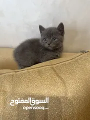  11 قطط للبيع عمرهم شهر و نص الام هملايا و الاب بريتش
