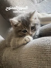  1 قطط للبيع سكوتش