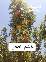  1 مشاتل الرويال لزراعه ومتابعه الاشجار