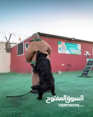  3 فندق ومركز تدريب للكلاب