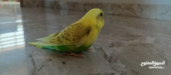  2 طيور حب نوعيه ممتازه