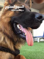  1 للبيع كلب جيرمن شيبرد مستورد من أوكرانيا