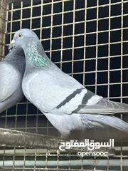  1 طيور زاجل للبيع طيور كويتيه وسعوديه