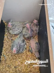  21 5 فراخ كوكتيل بحالة ممتازة يمكن بيعهم كامل ويمكن بالحبة للبيع