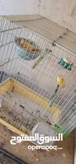  20 عصافير كنار