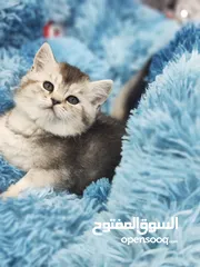  4 انثى سكوتش ستريت ، sc 11 من اندار الانواع و احلااهم شورت هير