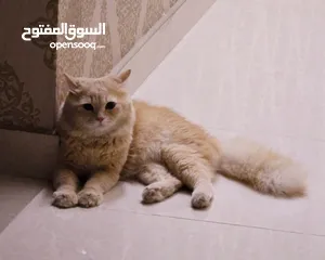  1 قط شيرازي بيور