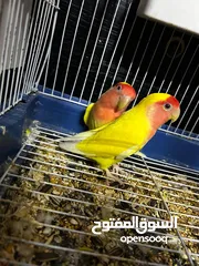  8 جوز روز لاتينو عين حمرة تحتهم اربع بيضات مع قفص ثلث معالف جديد وكوخ كبير جديد