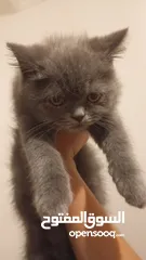  1 قط البيع  سعرو 40،،،،،،،،،،،،،،،