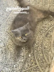  4 قط شيرازي ،،