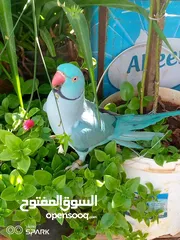 3 ببغاء دره تركواز ذكر طوق كامل أليف