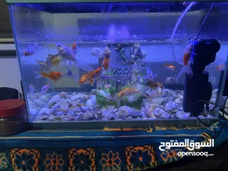  2 موجود حوض سمك عرض 50ارتفاع 38ال حوض ما بشكي من اشي البدل علا عصافير
