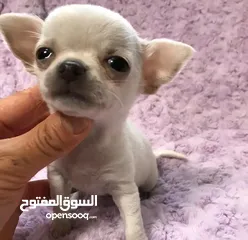  1 cute pomeranian puppies and chihuahua