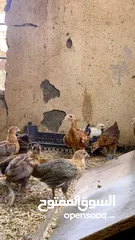  4 دجاج عماني محلي (ذكور و إناث) بريال الواحدة