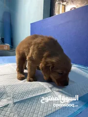  7 جولدن ريتريفر بريطاني آصلي  Golden retriever pure