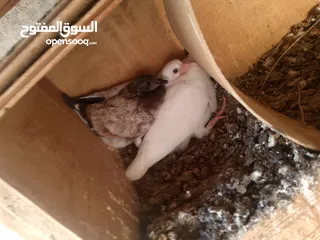  24 حمام للبيع في الزرقاء العالوك بجانب بقالة الصقر التواصل عبر الواتس اب
