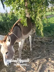  1 حماره للبيع