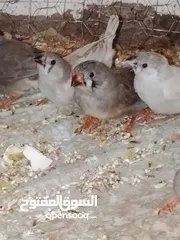  6 طيور جنه    27 حبه مخاليف