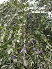  30 مزرعة مع بيت لقطة للبيع
