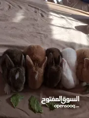  5 ارانب بلدي فرنسي عمر شهر للبيع صحه ممتازه جدا وتربيه منزل وتب نظافه الرجاء عدم اجراء المكالمات     .