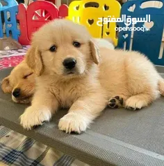  14 جولدن ريتريفر بريطاني آصلي  Golden retriever pure اعلى مستوى في الشرق الاوسط