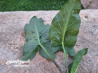  1 مطلوب خمس صيصان عمر اسبوعين
