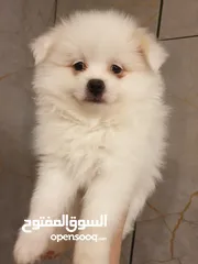  1 جراء بوميريان عمر شهرين