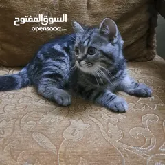  1 ما شاء الله تبارك الله ..... مجموعة من الكتنز بأنوع مختلفة .... .. (موجود تفاااصيل اكتر بالوصف) ..