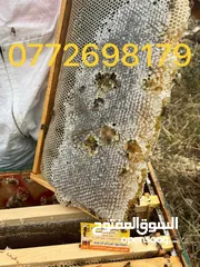  11 عسل طبيعي اصلي بلدي مضمون ومكفول من مناحلنا