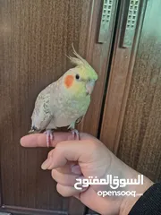  2 انثى كوكتيل جاهزه للبيع