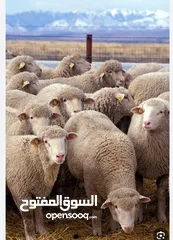  1 ذبح اضاحي العيد ذبح وسلاخه وتقطيع عندنا 24 ساعه على مدار اربع ايام العيد