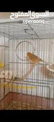  1 جوزين جوز كرزي تحته فراخ وجوز ليموني