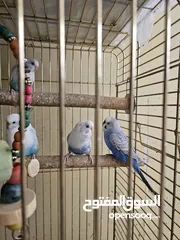  4 Budgerigar parakeets ( Budgie)