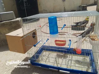  2 جوز كوكتيل شغال