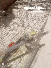  2 كوكتيل للبدل اقرا الوصف