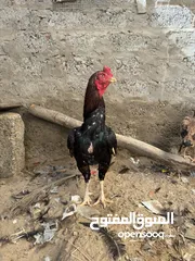  1 دجاج باكستاني للبيع