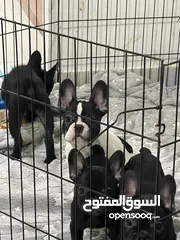  1 French bulldog puppies