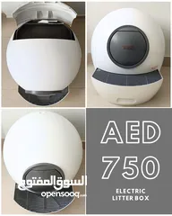  19 Scottish British shorthair longhair kittens British shorthair Scottish fold kittens Scottish