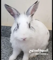  1 ارانب رأس الاسد للبيع