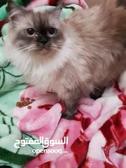  2 قطط شيرازي وهيمالايا للبيع